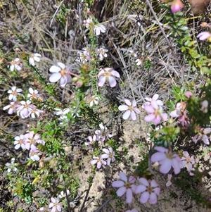 Bauera rubioides at Savage River, TAS - 7 Nov 2024