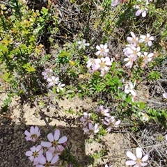 Bauera rubioides at Savage River, TAS - 7 Nov 2024