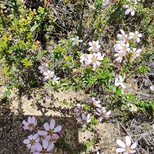 Bauera rubioides at Savage River, TAS - 7 Nov 2024