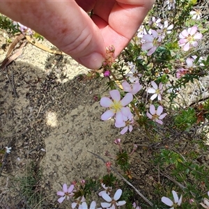 Bauera rubioides at Savage River, TAS - 7 Nov 2024