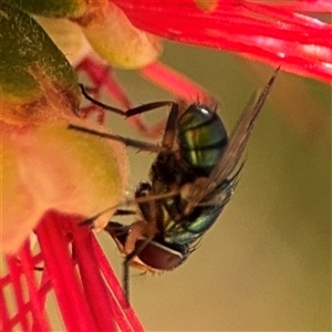 Lucilia sp. (genus) at Canberra, ACT - 9 Nov 2024