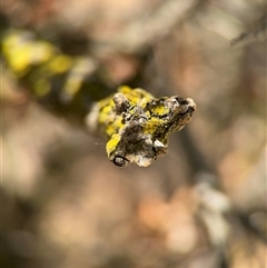 Chrysothrix sp. (genus) (A gold dust lichen) at Canberra, ACT - 9 Nov 2024 by Hejor1