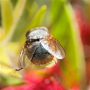 Calliphora augur at Canberra, ACT - 9 Nov 2024