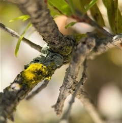 Flavoparmelia sp. at Canberra, ACT - 9 Nov 2024 by Hejor1