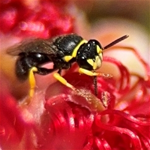 Hylaeus (Gnathoprosopis) euxanthus at Canberra, ACT - 9 Nov 2024 01:50 PM