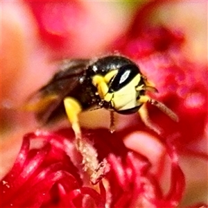 Hylaeus (Gnathoprosopis) euxanthus at Canberra, ACT - 9 Nov 2024 01:50 PM