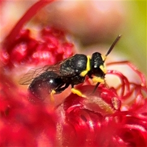 Hylaeus (Gnathoprosopis) euxanthus at Canberra, ACT - 9 Nov 2024 01:50 PM