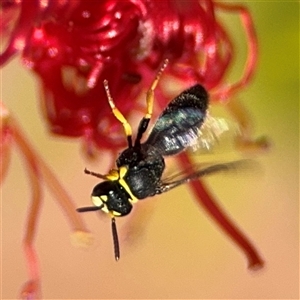 Hylaeus (Gnathoprosopis) euxanthus at Canberra, ACT - 9 Nov 2024 01:50 PM