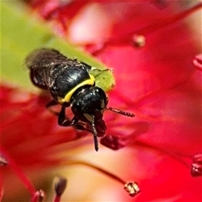 Hylaeus (Gnathoprosopis) amiculinus (Hylaeine colletid bee) at Canberra, ACT - 9 Nov 2024 by Hejor1