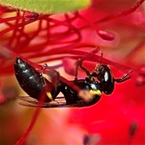 Hylaeus (Gnathoprosopis) amiculinus at Canberra, ACT - 9 Nov 2024