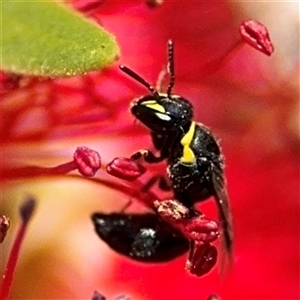 Hylaeus (Gnathoprosopis) amiculinus at Canberra, ACT - 9 Nov 2024