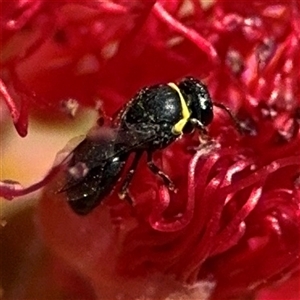 Hylaeus (Gnathoprosopis) amiculinus at Canberra, ACT - 9 Nov 2024