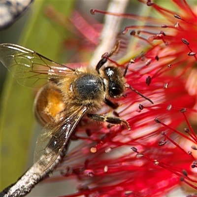 Apis mellifera (European honey bee) at Canberra, ACT - 9 Nov 2024 by Hejor1