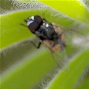 Tritaxys sp. (genus) at Canberra, ACT - 9 Nov 2024