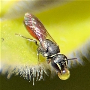 Hylaeus (Prosopisteron) littleri at Canberra, ACT - 9 Nov 2024 02:04 PM