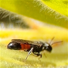 Hylaeus (Prosopisteron) littleri at Canberra, ACT - 9 Nov 2024