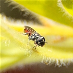 Hylaeus (Prosopisteron) littleri at Canberra, ACT - 9 Nov 2024 02:04 PM