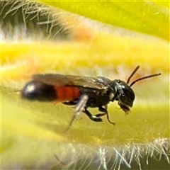 Hylaeus (Prosopisteron) littleri at Canberra, ACT - 9 Nov 2024 02:04 PM