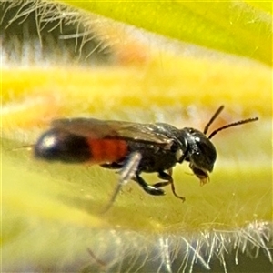 Hylaeus (Prosopisteron) littleri at Canberra, ACT - 9 Nov 2024