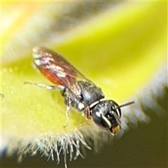 Hylaeus (Prosopisteron) littleri at Canberra, ACT - 9 Nov 2024