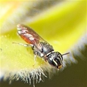 Hylaeus (Prosopisteron) littleri at Canberra, ACT - 9 Nov 2024