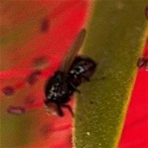 Diptera (order) at Canberra, ACT - 9 Nov 2024 02:05 PM