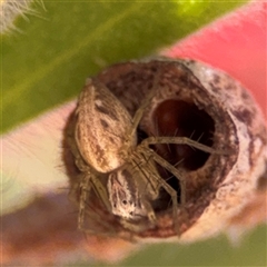 Oxyopes (genus) (Lynx spider) at Canberra, ACT - 9 Nov 2024 by Hejor1