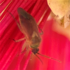 Miridae (family) (Unidentified plant bug) at Canberra, ACT - 9 Nov 2024 by Hejor1