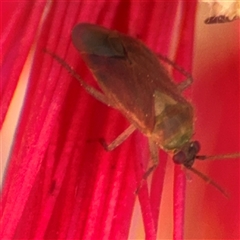 Miridae (family) at Canberra, ACT - 9 Nov 2024 02:07 PM