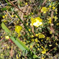 Hibbertia sp. at Savage River, TAS - 7 Nov 2024 by LyndalT