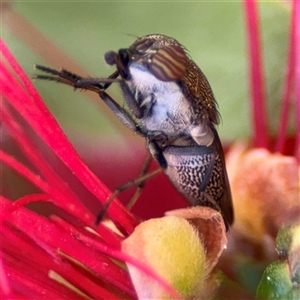 Stomorhina sp. (genus) at Canberra, ACT - 9 Nov 2024