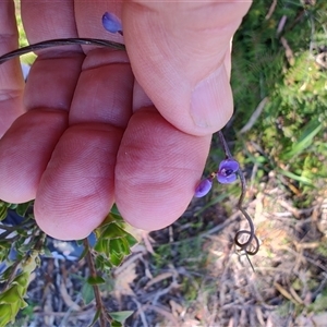 Comesperma volubile at Savage River, TAS - 7 Nov 2024