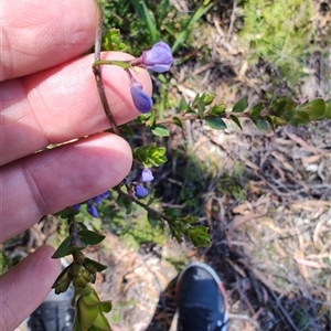 Comesperma volubile at Savage River, TAS - 7 Nov 2024