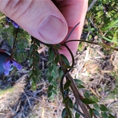 Comesperma volubile at Savage River, TAS - 7 Nov 2024