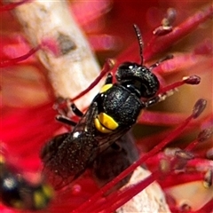 Hylaeus (Euprosopoides) rotundiceps (Hylaeine colletid bee) at Canberra, ACT - 9 Nov 2024 by Hejor1