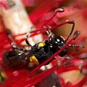 Hylaeus (Euprosopoides) rotundiceps at Canberra, ACT - 9 Nov 2024 01:43 PM