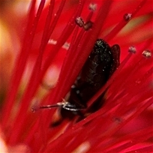 Hylaeus (Euprosopoides) rotundiceps at Canberra, ACT - 9 Nov 2024 01:43 PM