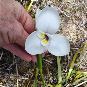 Diplarrena latifolia at Savage River, TAS - 7 Nov 2024