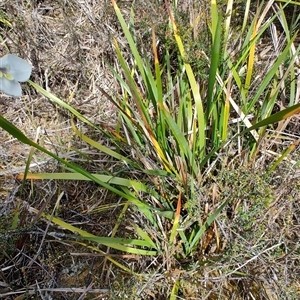 Diplarrena latifolia at Savage River, TAS - 7 Nov 2024