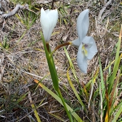 Diplarrena latifolia at Savage River, TAS - 7 Nov 2024 12:34 PM