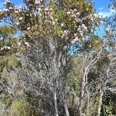 Melaleuca squamea (Swamp Honey-myrtle) at Savage River, TAS - 7 Nov 2024 by LyndalT