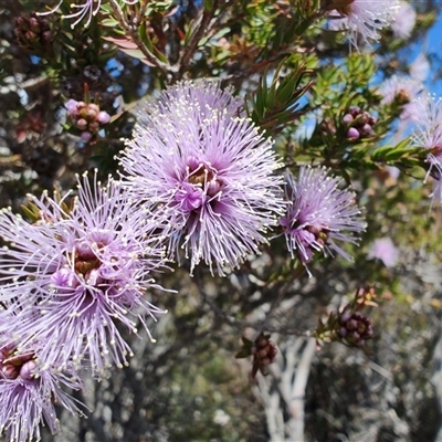 Melaleuca squamea (Swamp Honey-myrtle) at Savage River, TAS - 7 Nov 2024 by LyndalT