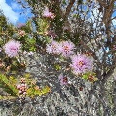 Melaleuca squamea at Savage River, TAS - 7 Nov 2024