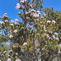 Melaleuca squamea at Savage River, TAS - 7 Nov 2024