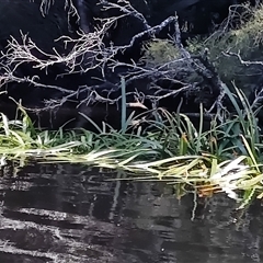 Cycnogeton procerum (Nareli, Swamp Arrowgrass) at Corinna, TAS - 7 Nov 2024 by LyndalT