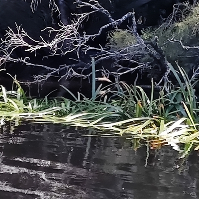 Cycnogeton procerum (Nareli, Swamp Arrowgrass) at Corinna, TAS - 7 Nov 2024 by LyndalT