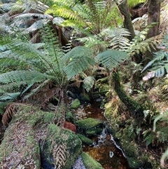 Dicksonia antarctica at Corinna, TAS - suppressed