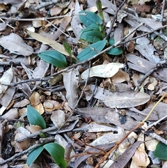 Unidentified Orchid at Corinna, TAS - 7 Nov 2024 by LyndalT