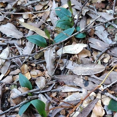 Unverified Orchid at Corinna, TAS - 7 Nov 2024 by LyndalT