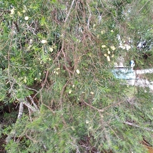 Acacia verticillata at Corinna, TAS - 7 Nov 2024